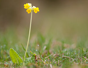 Primula veris (Primulaceae)  - Coucou, Primevère officinale - Cowslip Pas-de-Calais [France] 13/04/2009 - 90m