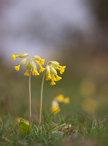 Primula veris (Primulaceae)  - Coucou, Primevère officinale - Cowslip Pas-de-Calais [France] 13/04/2009 - 160m