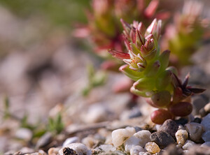 Sedum cespitosum (Crassulaceae)  - Orpin cespiteux, Orpin rougeâtre, Orpin rouge Pyrenees-Orientales [France] 22/04/2009