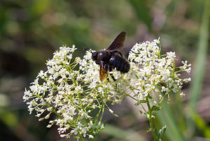 Xylocopa violacea (Apidae)  - Abeille charpentière, Xylocope violette - Violet Carpenter Bee Pyrenees-Orientales [France] 23/04/2009 - 270m