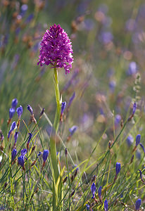 Anacamptis pyramidalis (Orchidaceae)  - Orchis pyramidal - Pyramidal Orchid Drome [France] 27/05/2009 - 710m