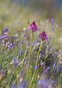 Anacamptis pyramidalis (Orchidaceae)  - Orchis pyramidal - Pyramidal Orchid Drome [France] 27/05/2009 - 710m