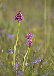 Anacamptis pyramidalis (Orchidaceae)  - Orchis pyramidal - Pyramidal Orchid Drome [France] 27/05/2009 - 580m