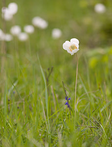 Anemone sylvestris (Ranunculaceae)  - Anémone sylvestre, Anémone sauvage - Snowdrop Anemone Aisne [France] 08/05/2009 - 150m