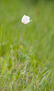 Anemone sylvestris (Ranunculaceae)  - Anémone sylvestre, Anémone sauvage - Snowdrop Anemone Aisne [France] 08/05/2009 - 160m