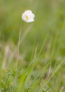 Anemone sylvestris (Ranunculaceae)  - Anémone sylvestre, Anémone sauvage - Snowdrop Anemone Aisne [France] 08/05/2009 - 150m