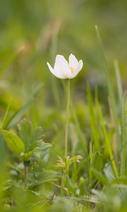 Anemone sylvestris (Ranunculaceae)  - Anémone sylvestre, Anémone sauvage - Snowdrop Anemone Aisne [France] 08/05/2009 - 150m