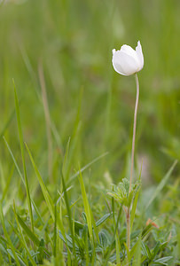 Anemone sylvestris (Ranunculaceae)  - Anémone sylvestre, Anémone sauvage - Snowdrop Anemone Aisne [France] 08/05/2009 - 150m