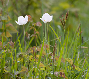 Anemone sylvestris (Ranunculaceae)  - Anémone sylvestre, Anémone sauvage - Snowdrop Anemone Aisne [France] 08/05/2009 - 140m