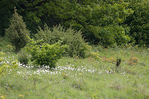 Anemone sylvestris (Ranunculaceae)  - Anémone sylvestre, Anémone sauvage - Snowdrop Anemone Aisne [France] 08/05/2009 - 140m