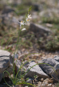 Anthericum liliago (Asparagaceae)  - Phalangère à fleurs de lis, Phalangère petit-lis, Bâton de Saint Joseph, Anthéricum à fleurs de Lis Drome [France] 27/05/2009 - 710m