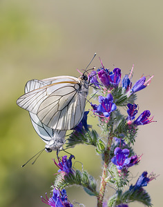 Aporia crataegi (Pieridae)  - Gazé Drome [France] 27/05/2009 - 710m