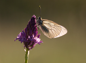 Aporia crataegi (Pieridae)  - Gazé Drome [France] 27/05/2009 - 580m