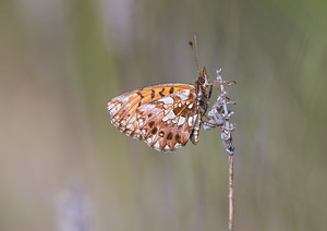 Boloria dia (Nymphalidae)  - Petite Violette, Nacré violet - Weaver's Fritillary Drome [France] 25/05/2009 - 580m