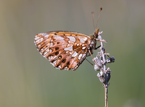 Boloria dia (Nymphalidae)  - Petite Violette, Nacré violet - Weaver's Fritillary Drome [France] 25/05/2009 - 580m