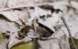 Bombylius major (Bombyliidae)  - Grand bombyle - Bee Fly Nievre [France] 01/05/2009 - 280m