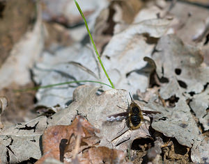 Bombylius major (Bombyliidae)  - Grand bombyle - Bee Fly Nievre [France] 01/05/2009 - 280m