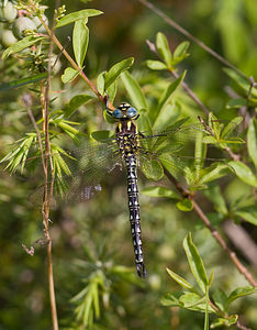 Brachytron pratense (Aeshnidae)  - aeschne printanière - Hairy Dragonfly Aisne [France] 10/05/2009 - 100m