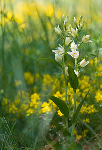 Cephalanthera damasonium (Orchidaceae)  - Céphalanthère à grandes fleurs, Céphalanthère pâle, Céphalanthère blanche, Elléborine blanche - White Helleborine Vaucluse [France] 26/05/2009 - 510m