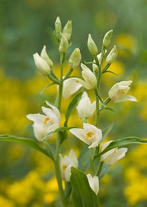 Cephalanthera damasonium (Orchidaceae)  - Céphalanthère à grandes fleurs, Céphalanthère pâle, Céphalanthère blanche, Elléborine blanche - White Helleborine Vaucluse [France] 26/05/2009 - 510m