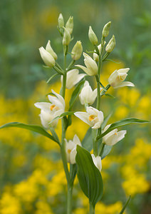 Cephalanthera damasonium (Orchidaceae)  - Céphalanthère à grandes fleurs, Céphalanthère pâle, Céphalanthère blanche, Elléborine blanche - White Helleborine Vaucluse [France] 26/05/2009 - 510m