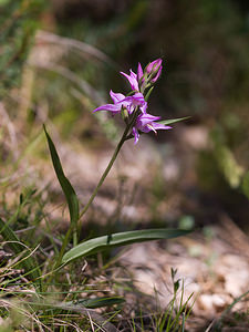 Cephalanthera rubra (Orchidaceae)  - Céphalanthère rouge, Elléborine rouge - Red Helleborine Drome [France] 29/05/2009 - 660m