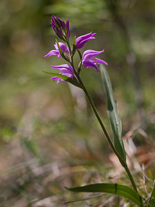 Cephalanthera rubra (Orchidaceae)  - Céphalanthère rouge, Elléborine rouge - Red Helleborine Drome [France] 29/05/2009 - 660m