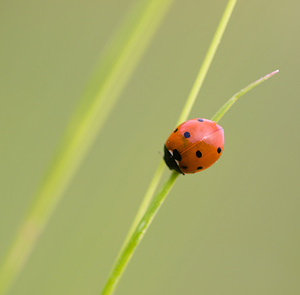 Coccinella septempunctata (Coccinellidae)  - Coccinelle à 7 points, Coccinelle, Bête à bon Dieu - Seven-spot Ladybird Drome [France] 22/05/2009 - 490m