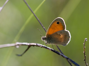 Coenonympha pamphilus (Nymphalidae)  - Fadet commun, Procris, Petit Papillon des foins, Pamphile - Small Heath Drome [France] 29/05/2009 - 580m