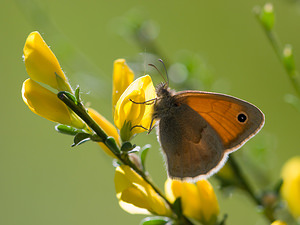 Coenonympha pamphilus (Nymphalidae)  - Fadet commun, Procris, Petit Papillon des foins, Pamphile - Small Heath Drome [France] 29/05/2009 - 580m