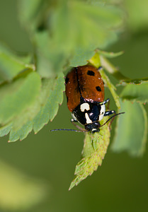 Cryptocephalus cordiger (Chrysomelidae)  Drome [France] 28/05/2009 - 1490m