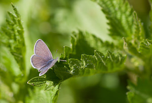 Cupido minimus (Lycaenidae)  - Argus frêle, Lycène naine - Small Blue Drome [France] 28/05/2009 - 1490m