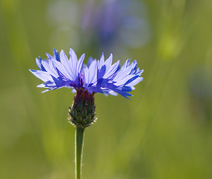 Cyanus segetum (Asteraceae)  - Bleuet des moissons, Bleuet, Barbeau - Cornflower Cote-d'Or [France] 31/05/2009 - 440m