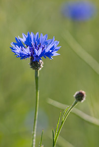Cyanus segetum (Asteraceae)  - Bleuet des moissons, Bleuet, Barbeau - Cornflower Cote-d'Or [France] 31/05/2009 - 440m