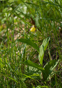 Cypripedium calceolus (Orchidaceae)  - Sabot-de-Vénus - Lady's-slipper Cote-d'Or [France] 31/05/2009 - 370m