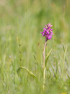 Dactylorhiza praetermissa (Orchidaceae)  - Dactylorhize négligé, Orchis négligé, Orchis oublié - Southern Marsh-orchid Aisne [France] 09/05/2009 - 110m