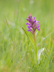 Dactylorhiza praetermissa (Orchidaceae)  - Dactylorhize négligé, Orchis négligé, Orchis oublié - Southern Marsh-orchid Aisne [France] 09/05/2009 - 110m