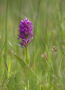 Dactylorhiza praetermissa (Orchidaceae)  - Dactylorhize négligé, Orchis négligé, Orchis oublié - Southern Marsh-orchid Aisne [France] 09/05/2009 - 110m