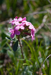 Daphne cneorum (Thymelaeaceae)  - Daphné camélée, Thymélée Drome [France] 28/05/2009 - 1490m