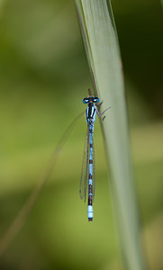 Enallagma cyathigerum (Coenagrionidae)  - Agrion porte-coupe - Common Blue Damselfly Haute-Marne [France] 31/05/2009 - 230m