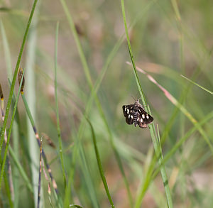 Eurrhypis pollinalis (Crambidae)  - Poudrée - White-spotted Black Drome [France] 23/05/2009 - 820m