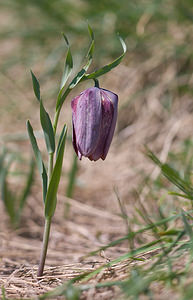 Fritillaria tubiformis (Liliaceae)  - Fritillaire du Dauphiné, Fritillaire-trompette, Fritillaire en forme de trompette Drome [France] 28/05/2009 - 1490m