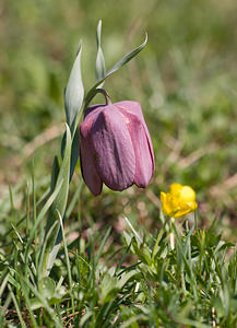 Fritillaria tubiformis (Liliaceae)  - Fritillaire du Dauphiné, Fritillaire-trompette, Fritillaire en forme de trompette Drome [France] 28/05/2009 - 1490m