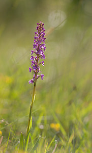 Gymnadenia conopsea (Orchidaceae)  - Gymnadénie moucheron, Orchis moucheron, Orchis moustique - Fragrant Orchid Aisne [France] 31/05/2009 - 120m