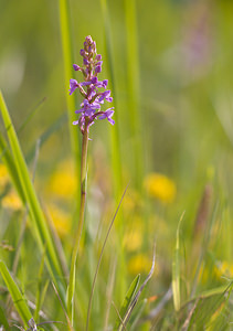 Gymnadenia conopsea (Orchidaceae)  - Gymnadénie moucheron, Orchis moucheron, Orchis moustique - Fragrant Orchid Aisne [France] 31/05/2009 - 120m