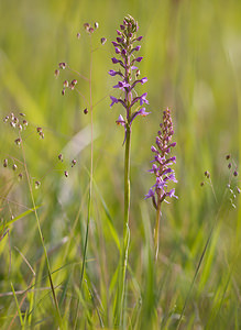 Gymnadenia conopsea (Orchidaceae)  - Gymnadénie moucheron, Orchis moucheron, Orchis moustique - Fragrant Orchid Aisne [France] 31/05/2009 - 120m