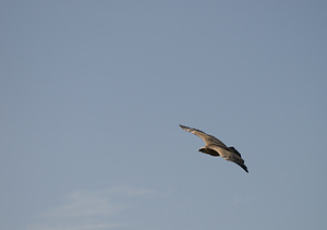 Gyps fulvus (Accipitridae)  - Vautour fauve - Eurasian Griffon Vulture Drome [France] 25/05/2009 - 710m