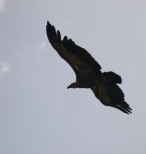 Gyps fulvus (Accipitridae)  - Vautour fauve - Eurasian Griffon Vulture Drome [France] 25/05/2009 - 710m