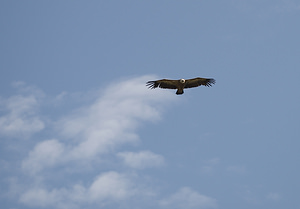 Gyps fulvus (Accipitridae)  - Vautour fauve - Eurasian Griffon Vulture Drome [France] 25/05/2009 - 710m