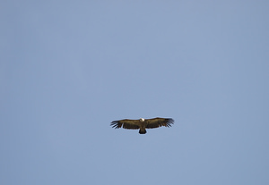 Gyps fulvus (Accipitridae)  - Vautour fauve - Eurasian Griffon Vulture Drome [France] 25/05/2009 - 710m